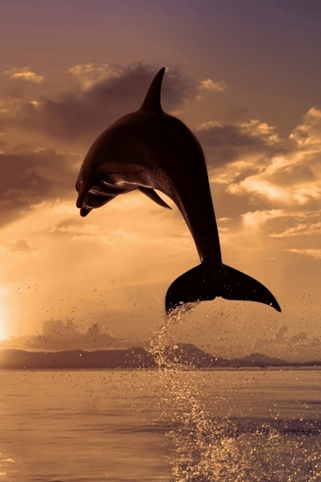 Delfin Sonnenaufgang Handy Logo Kostenlose Hintergrundbild Auf Deine Handy
