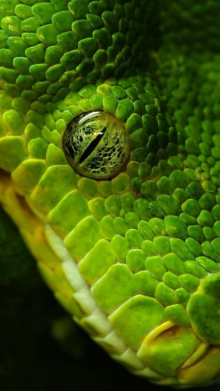 Grun Snake Handy Logo Kostenlose Hintergrundbild Auf Deine Handy