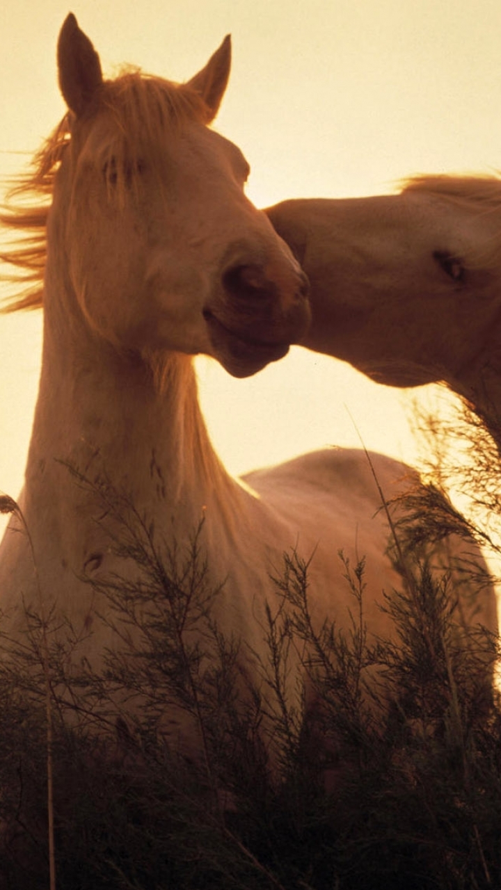 38 Hintergrundbilder Kostenlos Pferde Besten Bilder Von Ausmalbilder