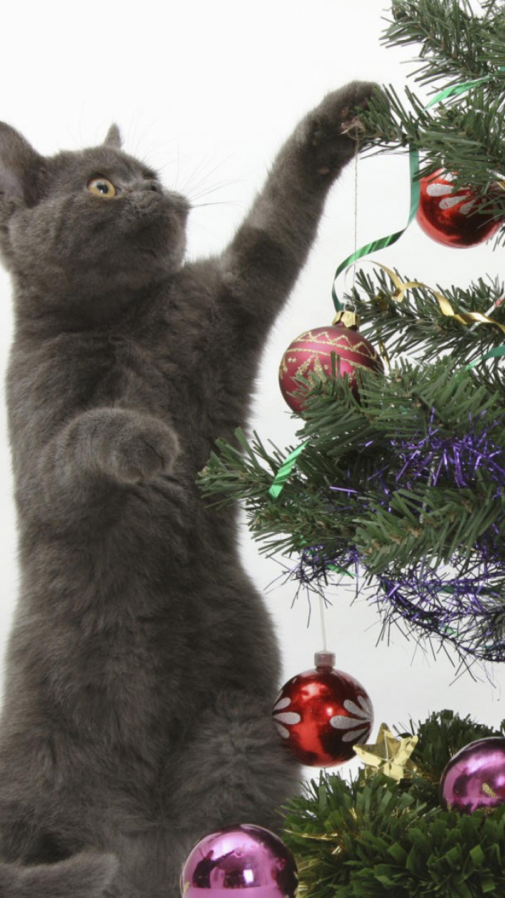 Weihnachten Katze Handy Logo Kostenlose Hintergrundbild Auf Deine Handy