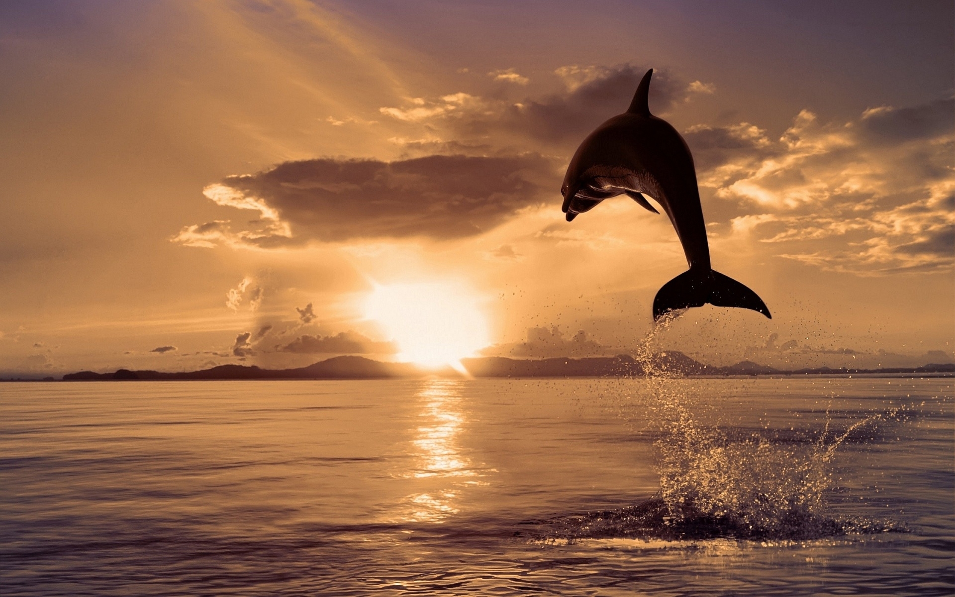 Delfin Sonnenaufgang Handy Logo Kostenlose Hintergrundbild Auf Deine Handy